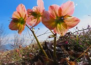 Monte Zucco ad anello fiorito da S. Antonio ABB. via Sonzogno-12 marzo 2026-FOTOGALLERY